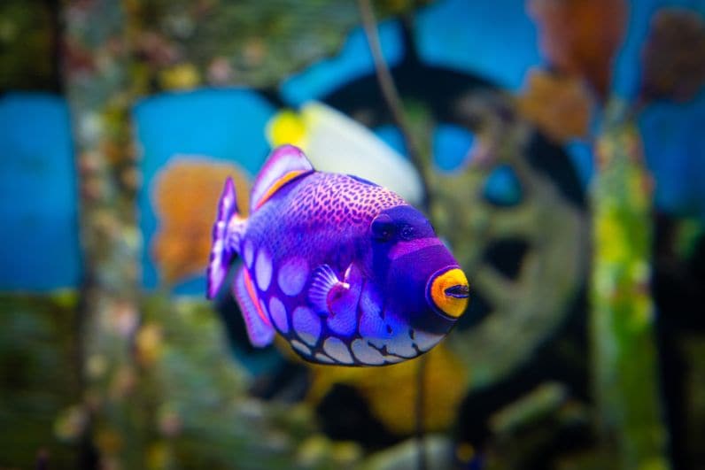 Bangkok Ocean World_5